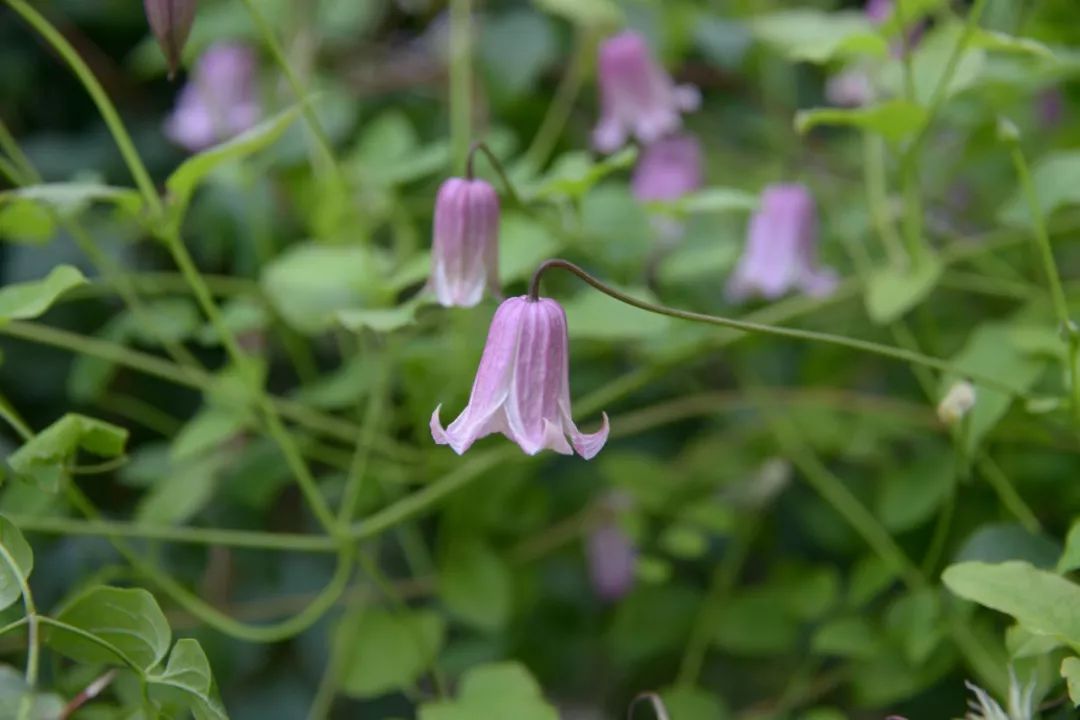盛夏里开花的铁线莲——夏季风铃