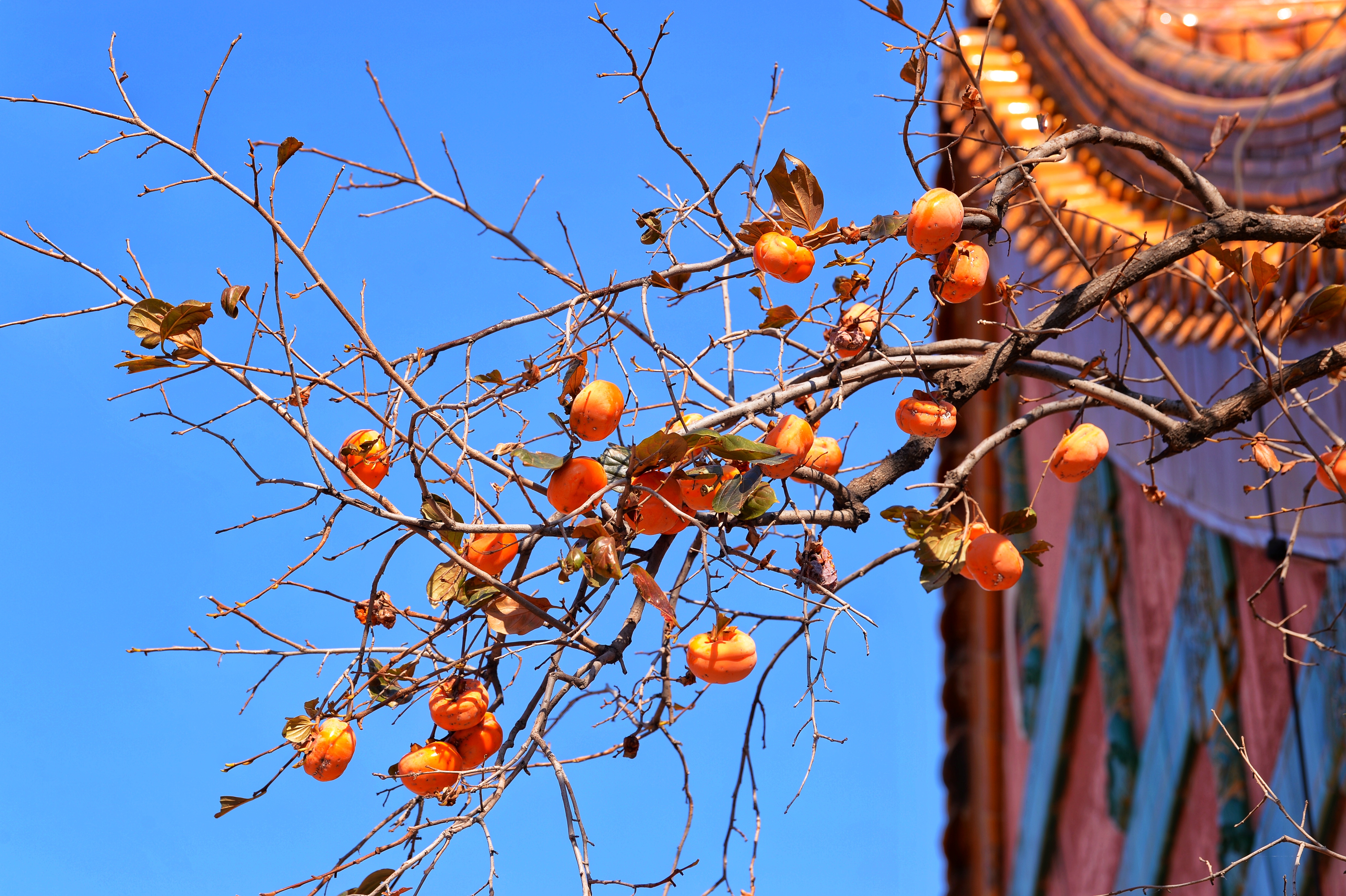 北京故宫里的柿子熟了,红墙黄瓦相衬得美轮美奂