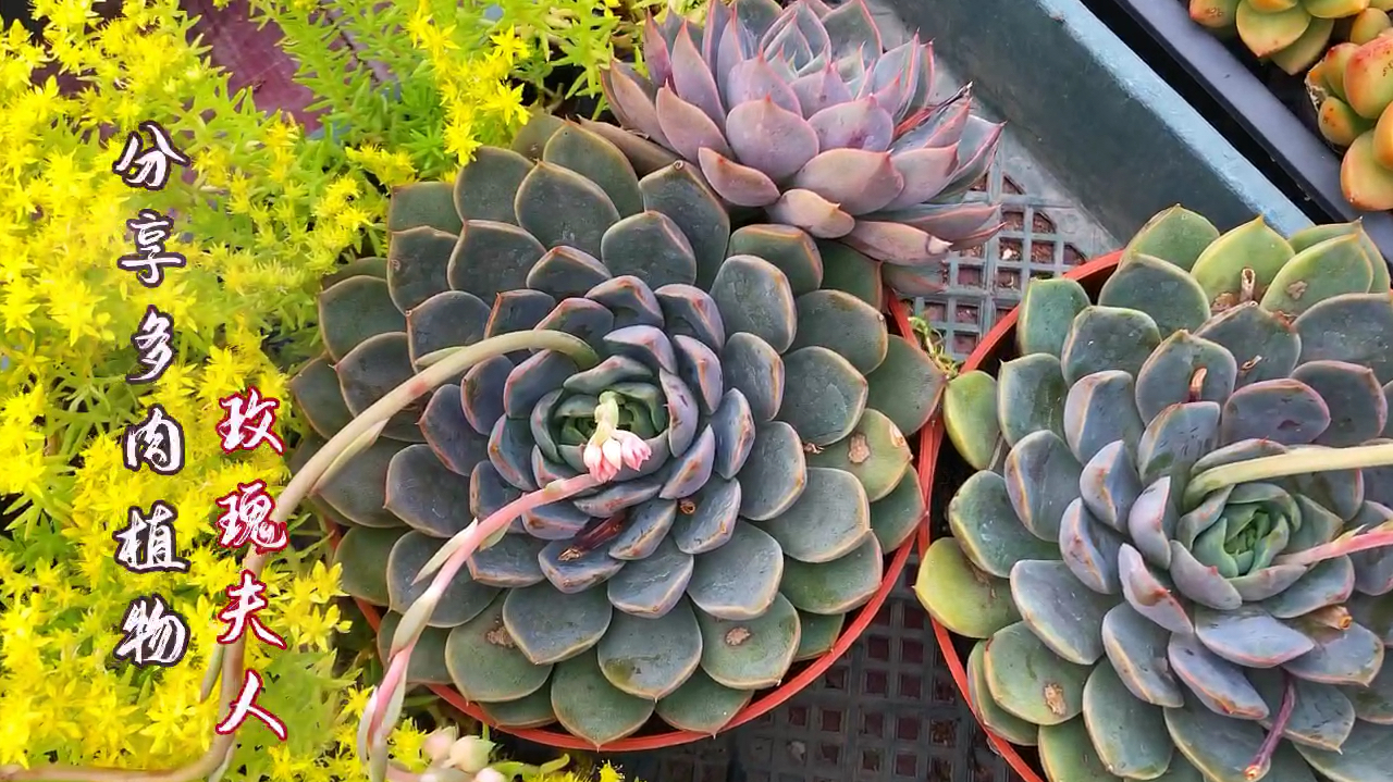 叶片紧凑排列呈莲座状生长不变形!多肉玫瑰夫人你养过吗?