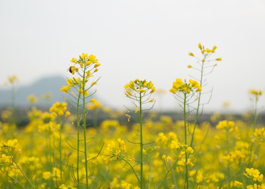 景色风光,油菜花怒放