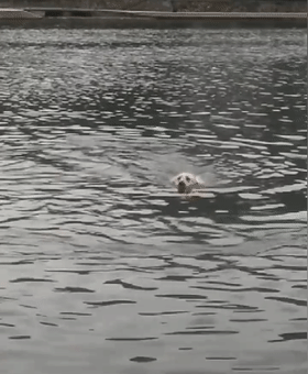 金毛下河游泳,扎猛子憋气二十多秒,狗:请叫我潜水汪