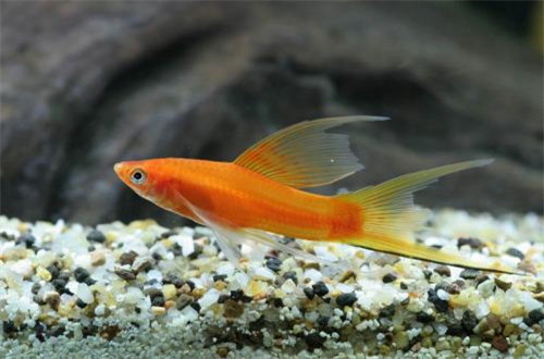 净水器的水能养热带鱼吗 - 2020年最新商品信息聚合专区 - 百度爱采购