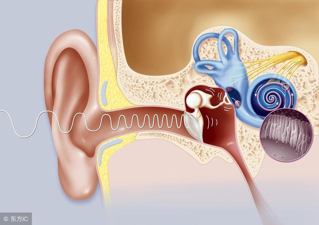 鼓膜在听觉系统中扮演的仅仅是"小角色"