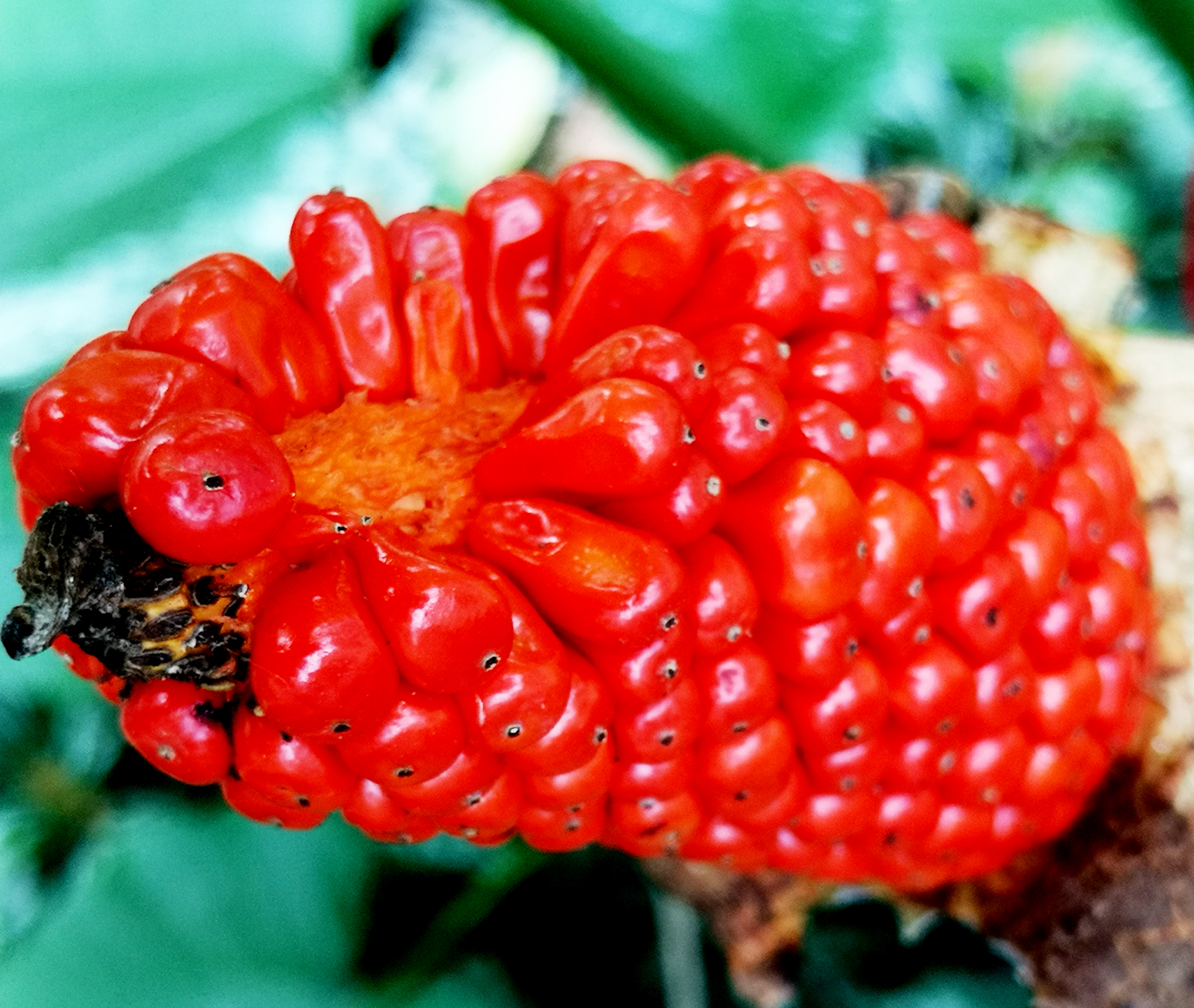 水观音植物果实一