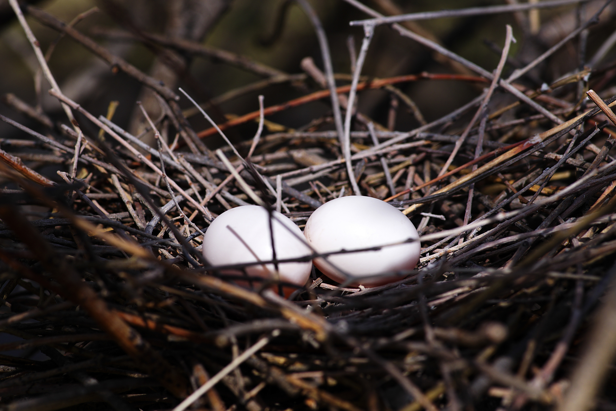 野鸽子的窝和蛋原来是这样的