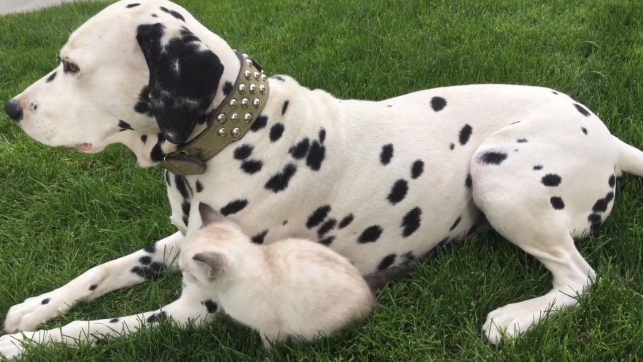 猫咪非常喜欢爬到斑点狗的身上,看上去好暖心