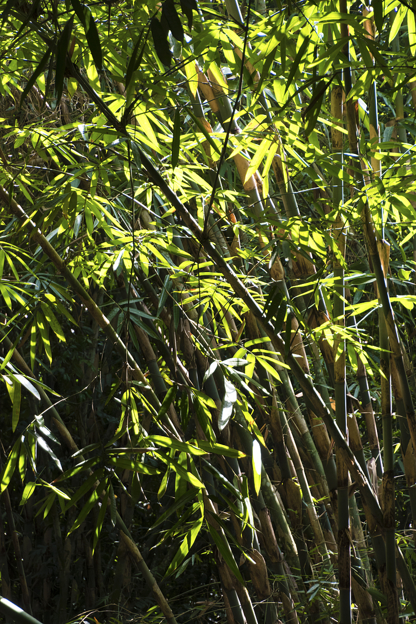 竹子,生态与经济双赢的神奇植物!从地下茎到茂密竹林只需瞬间.