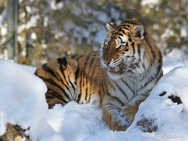 宠物:西伯利亚老虎