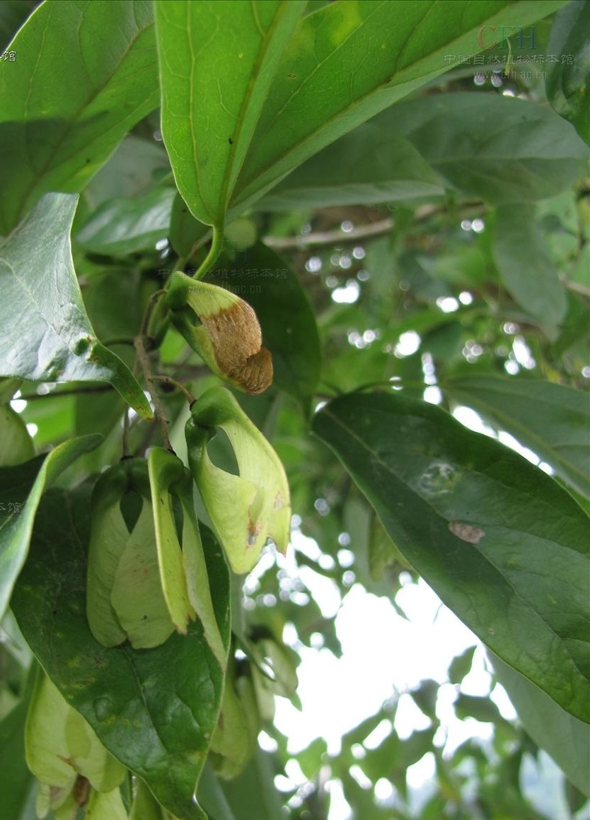 樟叶槭你了解吗?看看这些再说话