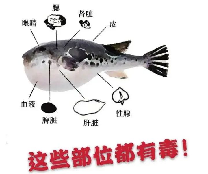 「推荐」转给家人！正值时令，这个“应季河鲜”有剧毒，请勿乱食用！