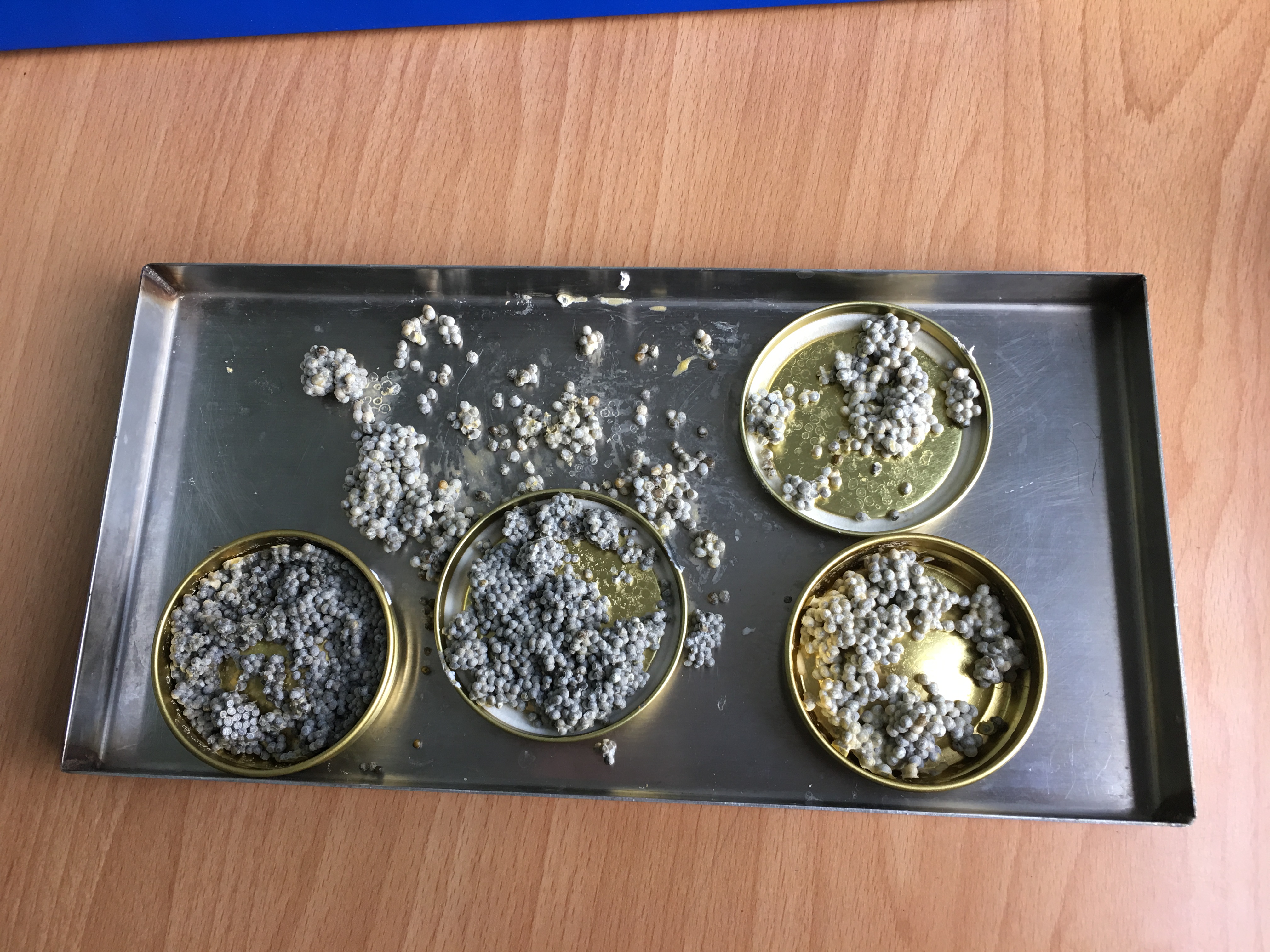 真空冷冻干燥机在鲟鱼鱼子酱冻干效果