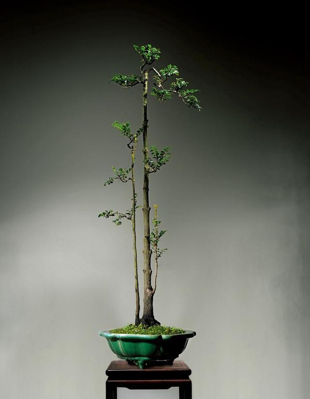 爱木盆景i 黑骨茶作品对比分析,看似一样的桩材细节大不相同