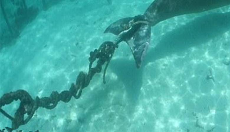 海里有俩"美人鱼"被困铁笼数年,尾巴被铁链拴着,真相让人心寒