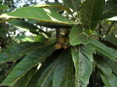 大叶栲知识科普,教你轻松识别大叶栲