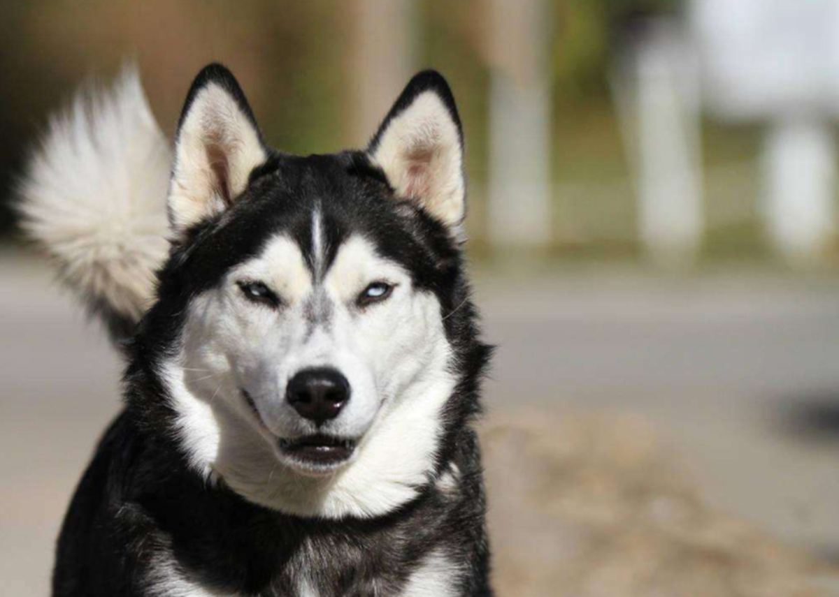 哈士奇超清壁纸犯二图片