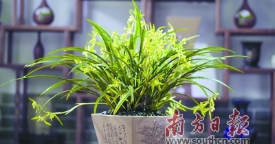 解码|韶关翁源"中国兰花第一县"是如何"养"成的?