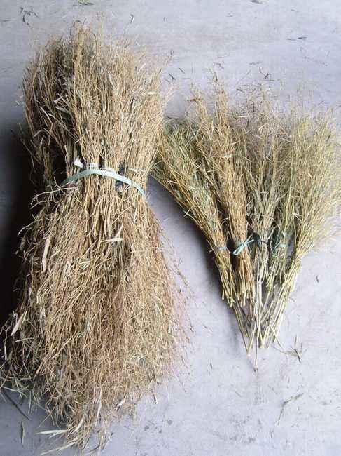 这种野草作用多,人称"岗松",用来做扫把最方便,现在不常见