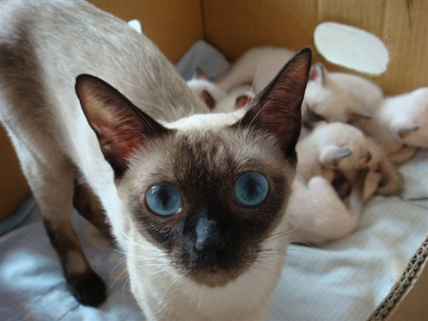 暹罗猫基本简介