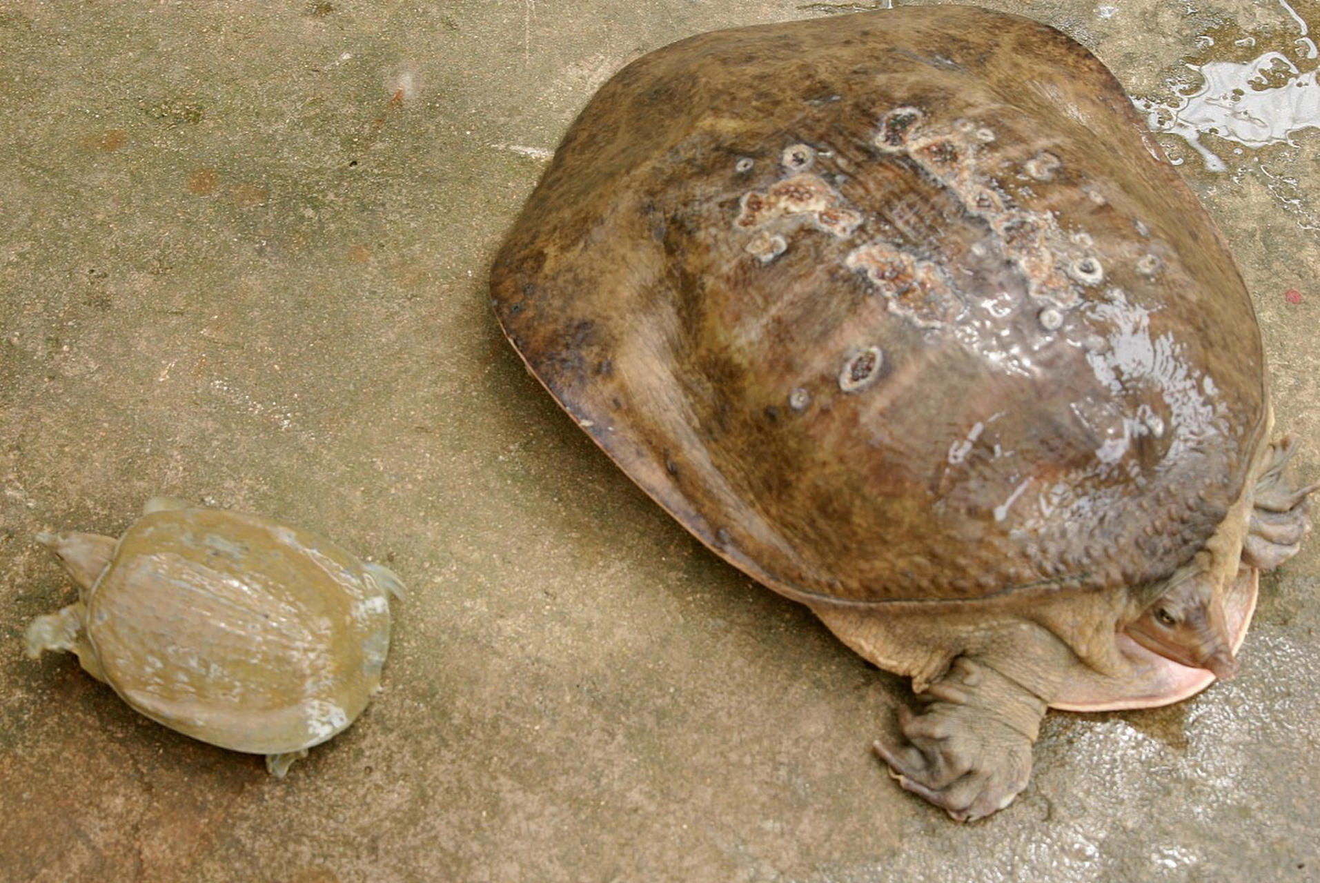 摘要: 在养小甲鱼之前,需要选购健康,活跃的小甲鱼苗,并注意观察鳞片