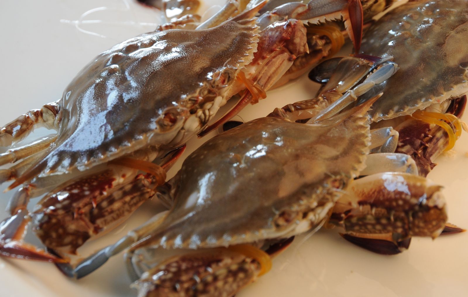 又到了吃蟹的季节,错过了就要再等上一年,试试梭子蟹炒年糕吧!