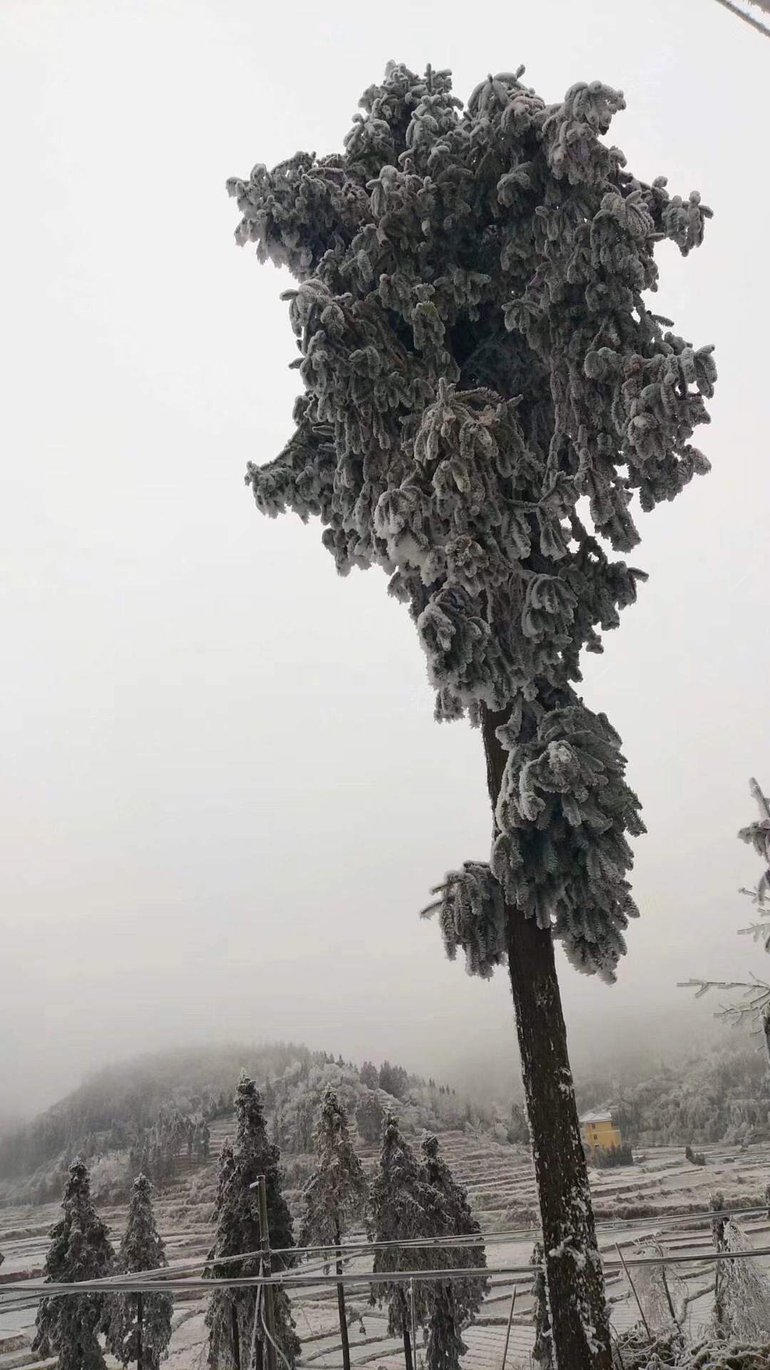 今天湖南下雪了,美景