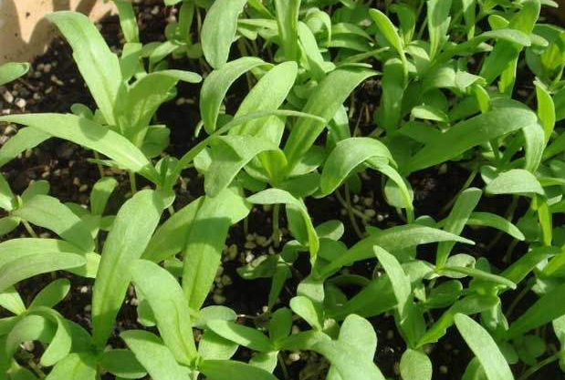 撒几粒小种子,十天就薅一把嫩茼蒿,炒炒吃美味到舔盘子!