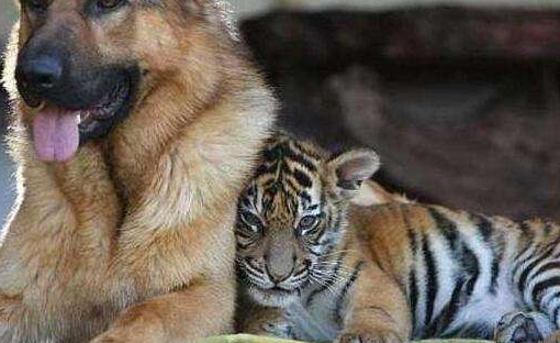 两只狼狗想和老虎玩,老虎发怒拒绝,结果几秒后:丢光老虎的脸啊