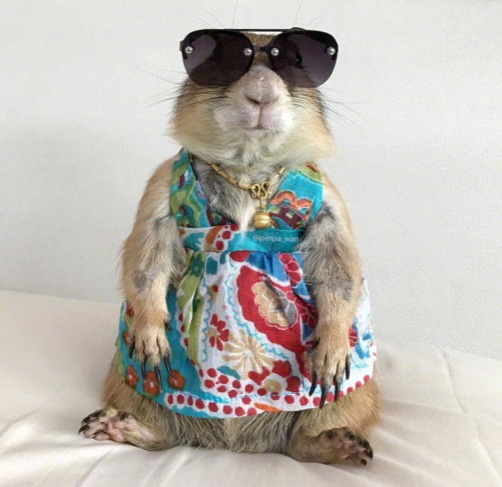 这只土拨鼠经常有美美的衣服穿,不仅时尚,镜头感还很强!