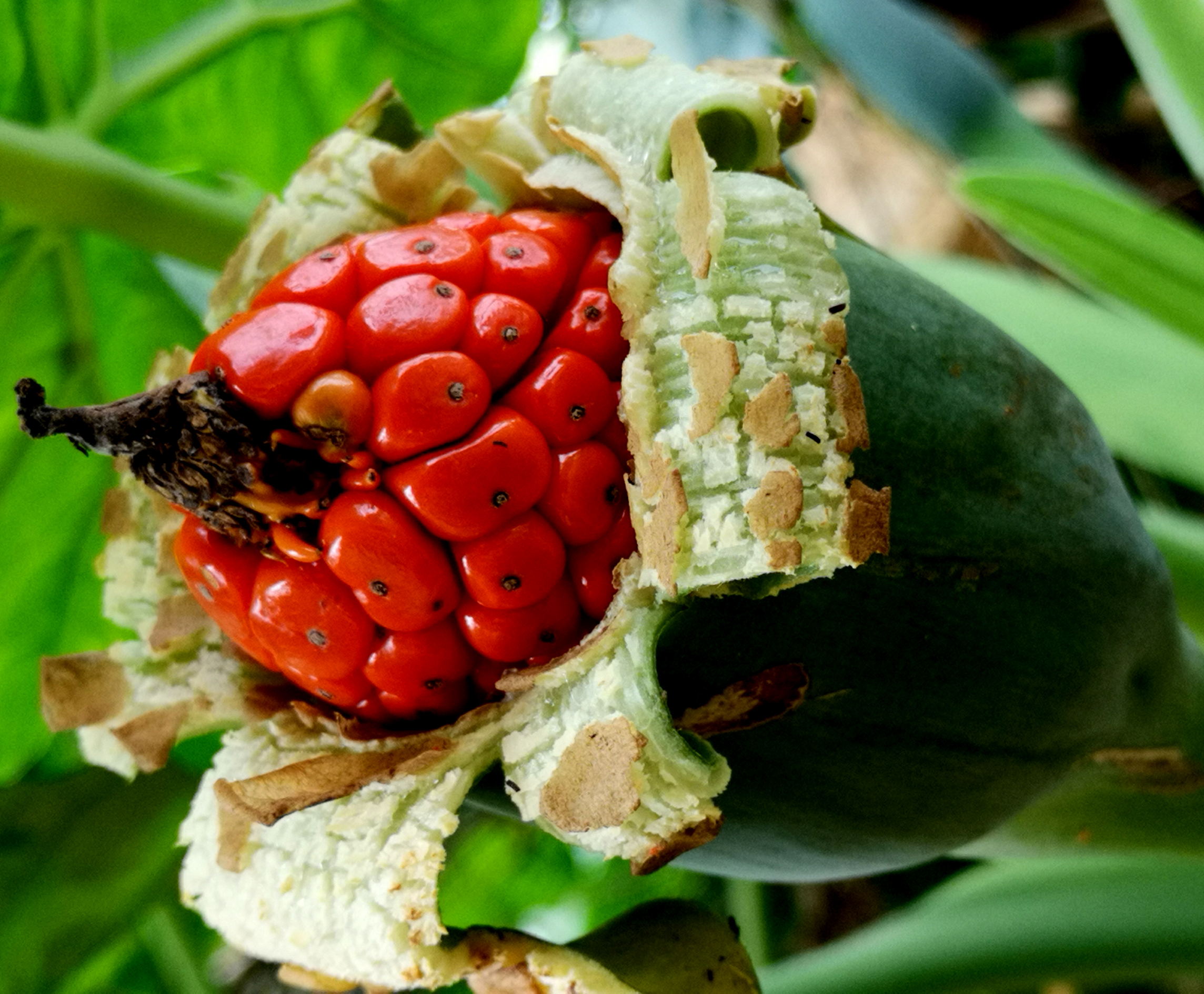 水观音植物果实一