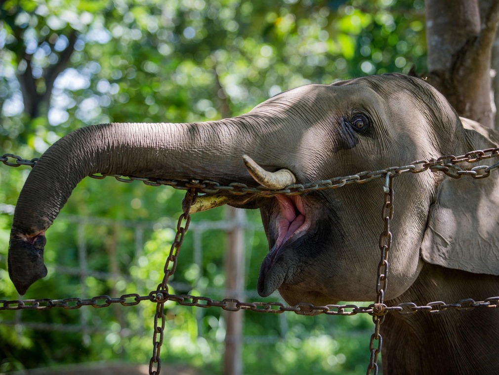 越南大象遭人类"全方位"利用,象牙象尾全被出售