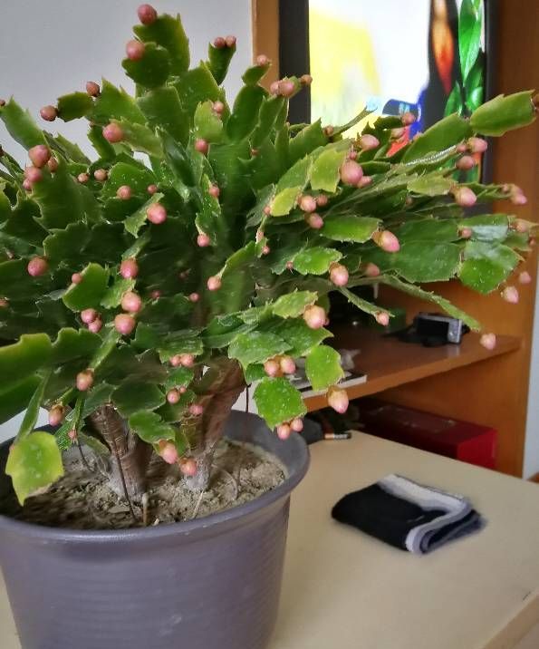 蟹爪兰爆盆了,美极了