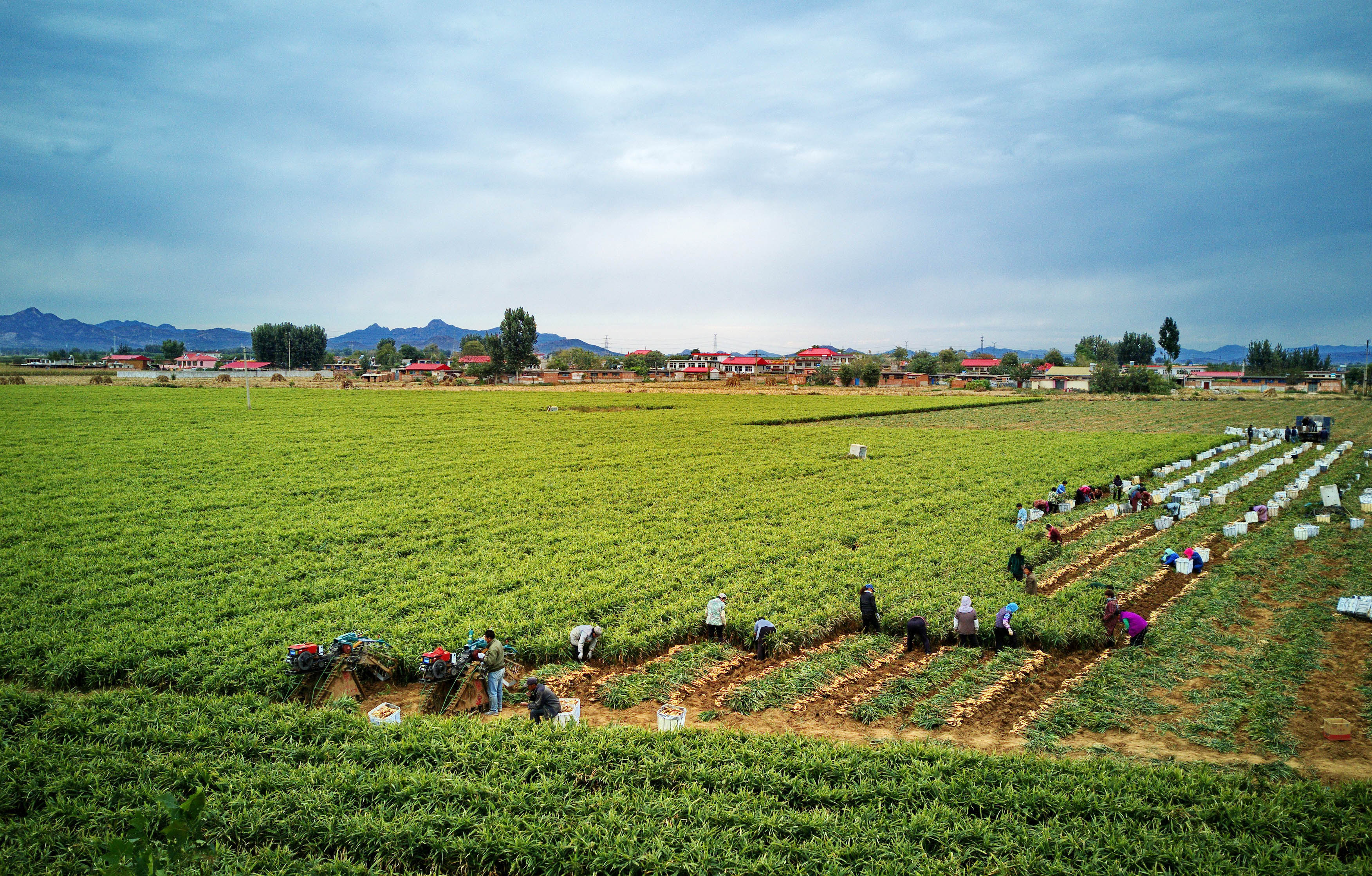 生姜标准化种植丰产增收