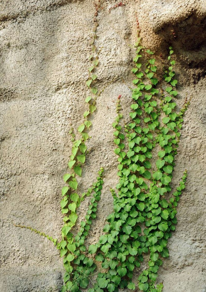 农村墙上的"飞天蜈蚣",它不止是是一种植物,而且还是一种药材