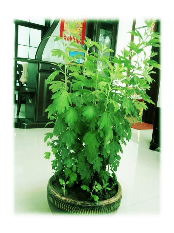 卫生间里养盆"艾草",泡脚的时候摘几片,净化空气又暖身