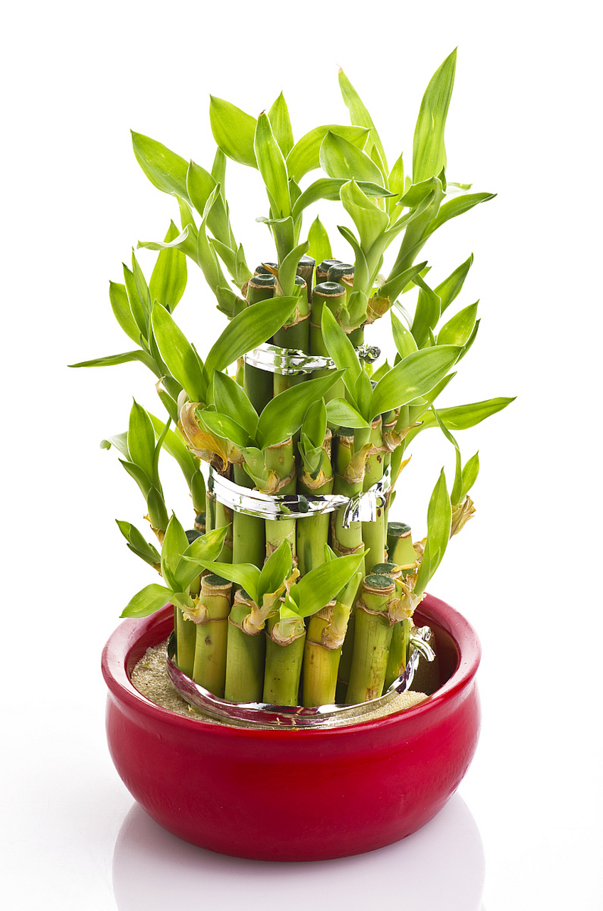 [原文:花卉管理,转运竹几天换一.