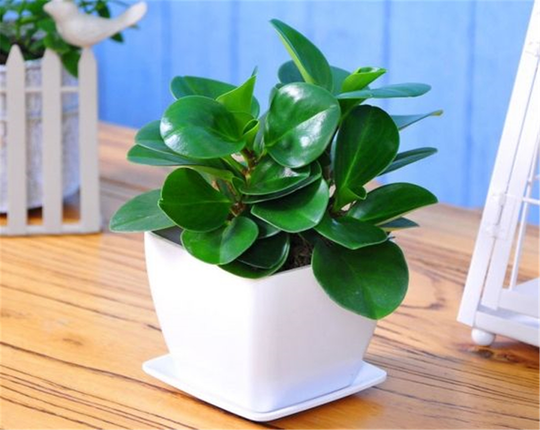 豆瓣绿如何养护才能让叶片绿油油的?这几点了解一下!