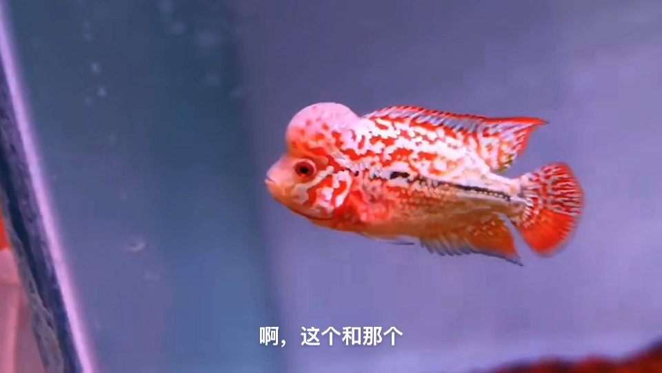 罗汉鱼系列我个人觉得金花火凤挺漂亮比较喜欢