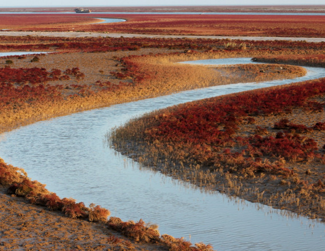 红地毯"景观是黄河口生态旅游区独特的湿地自然景观,是由一簇簇高20