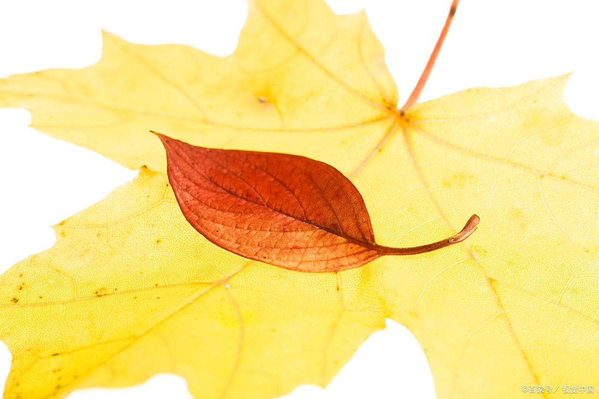 将岁月的箴言藏于一枚秋叶中,风起时自有答案