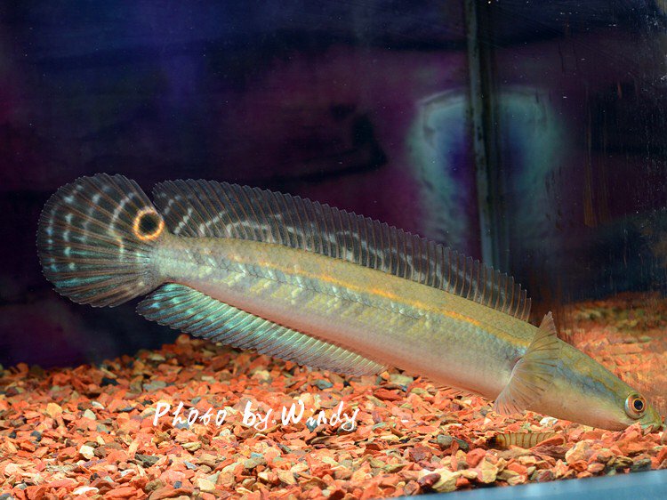 连鱼的品种有哪些? - 2020年最新商品信息聚合专区 - 百度爱采购