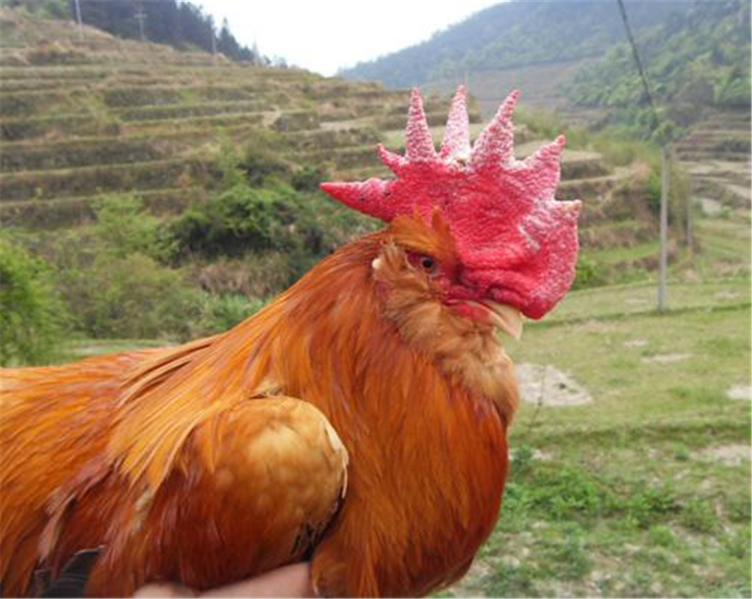 带你了解地方特色鸡种象洞鸡