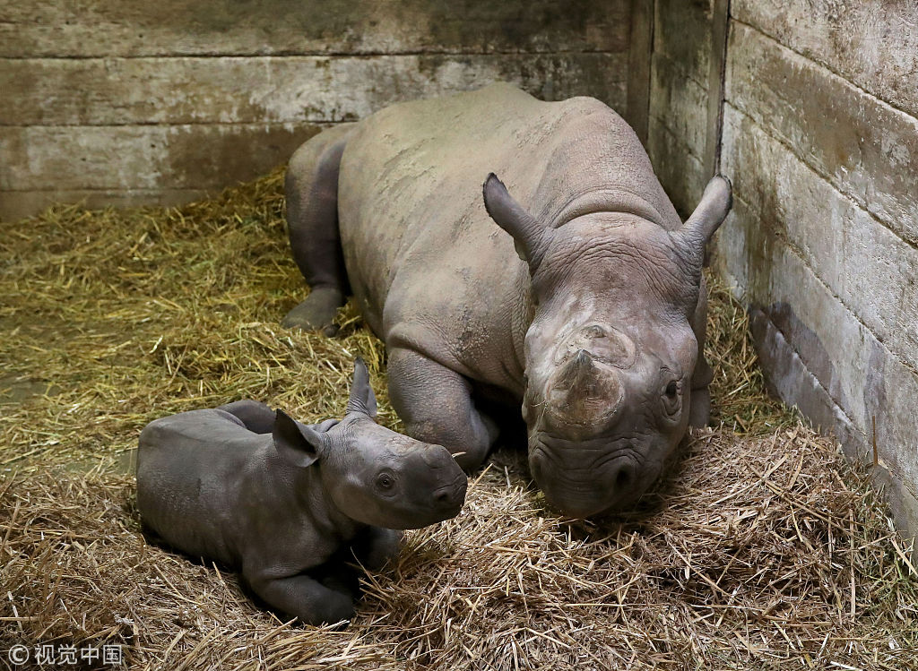 英国动物园两周大黑犀牛宝宝亮相 大耳朵超萌