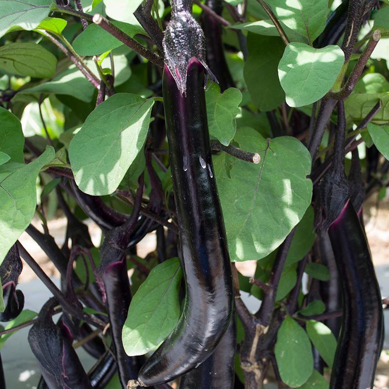 你知道吗?长茄子为什么会长弯,如何克服和防治?