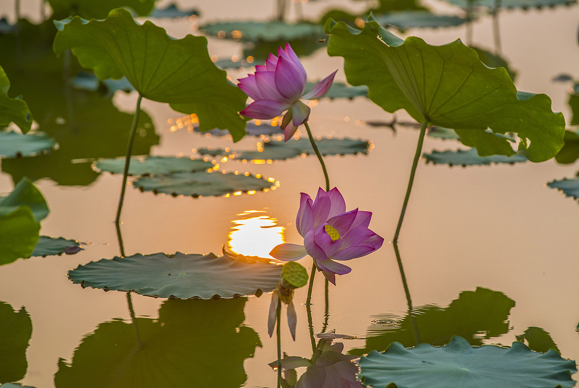 "  阳光下的荷花,灼灼生辉 . "03