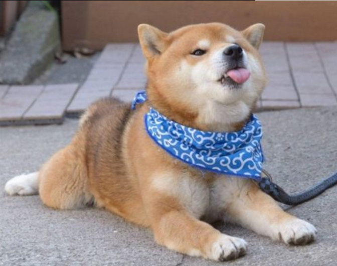 最近喜欢柴犬的人越来越多了,肥嘟嘟的脸,加上霸气总裁的气质,也是狗