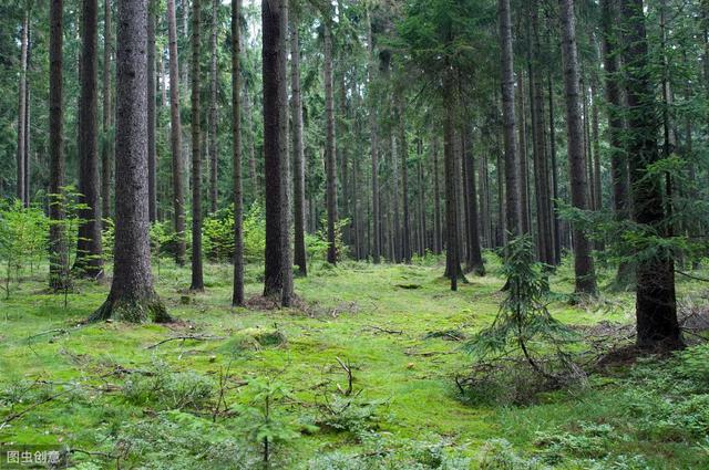 《木界》新西兰和中国签署林业协议