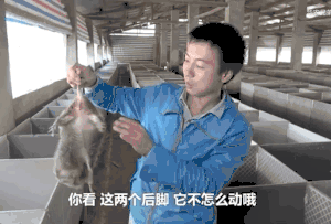 竹鼠遭"全面禁食"后,令人担忧的不止华农兄弟