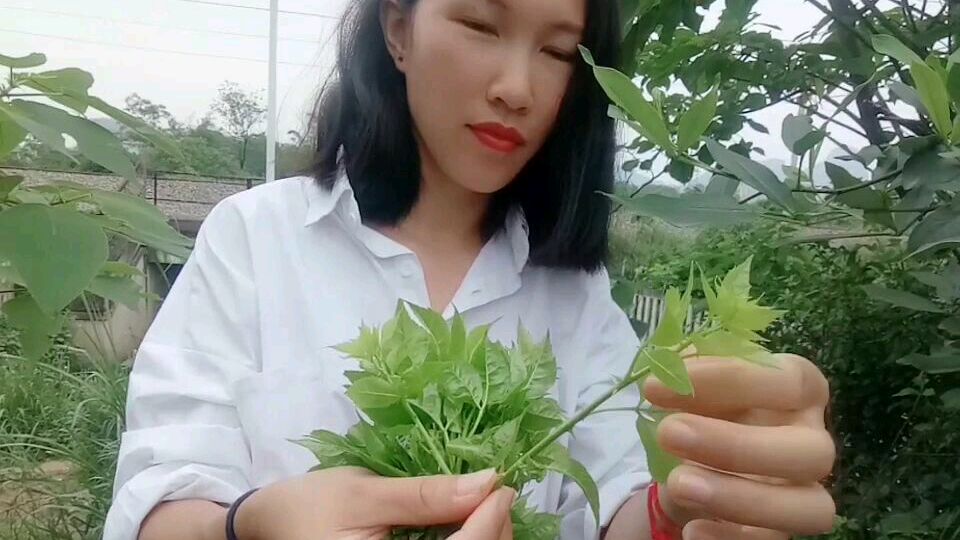 听说这种野菜能当菜吃当药可以治病,太神奇啦