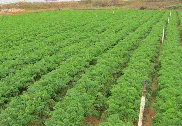 胡萝卜 - 热门商品专区