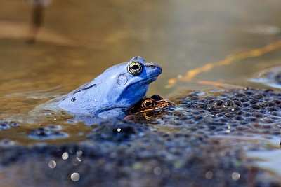 神奇自然,摄影师镜头捕捉蓝色田野林蛙,还挺可爱的